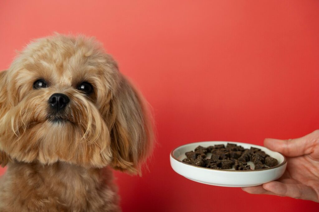 Human Food For Dog With Kidney Disease