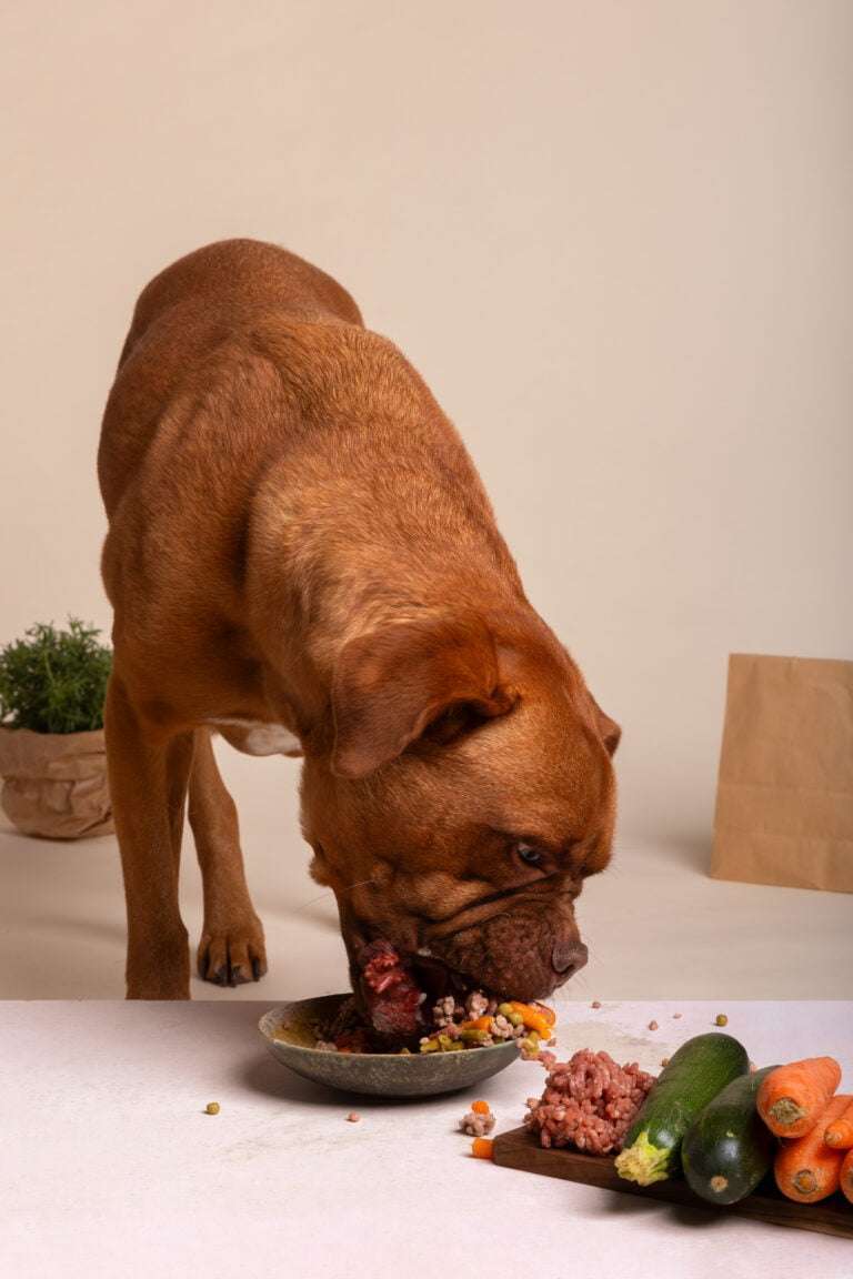 view adorable dog with bowl food