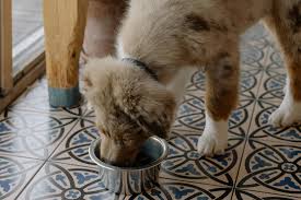 Homemade Diabetic Dog Food Recipes