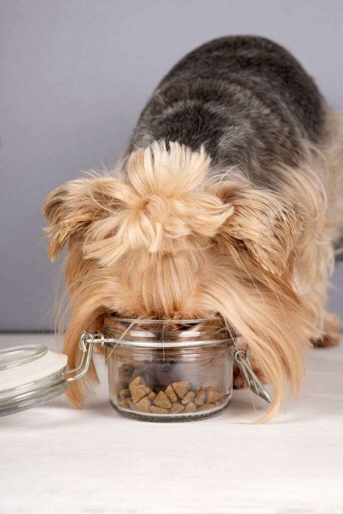 Best Ingredients for Dogs with Pancreatitis