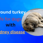 Is Ground Turkey Safe for Dogs with Kidney Disease