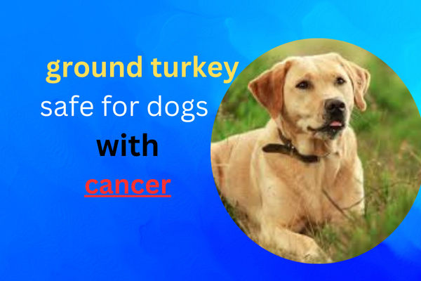 Is Ground Turkey Good for Dogs with Cancer?