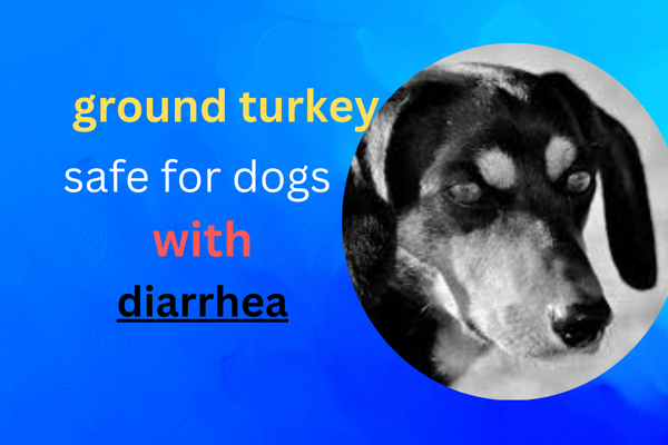 Is Ground Turkey Good for Dogs with Diarrhea?