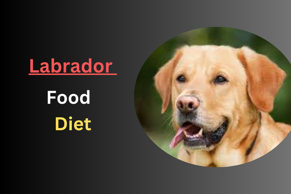 Labrador Food Diet