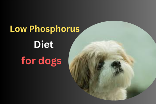 Low Phosphorus Diet for Dogs