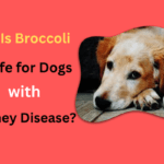 Is Broccoli Safe for Dogs with Kidney Disease