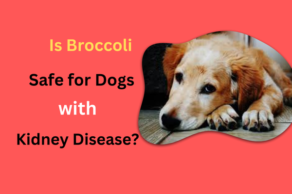 Is Broccoli Safe for Dogs with Kidney Disease