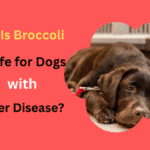 Is Broccoli Good for Dogs with Liver Disease