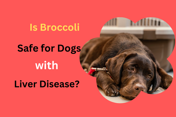 Is Broccoli Good for Dogs with Liver Disease