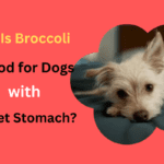 Is Broccoli Good for Dogs with Upset Stomach