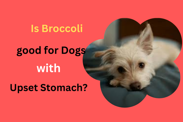 Is Broccoli Good for Dogs with Upset Stomach