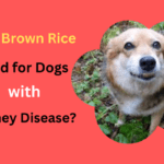 Is Brown Rice Good for Dogs with Kidney Disease?