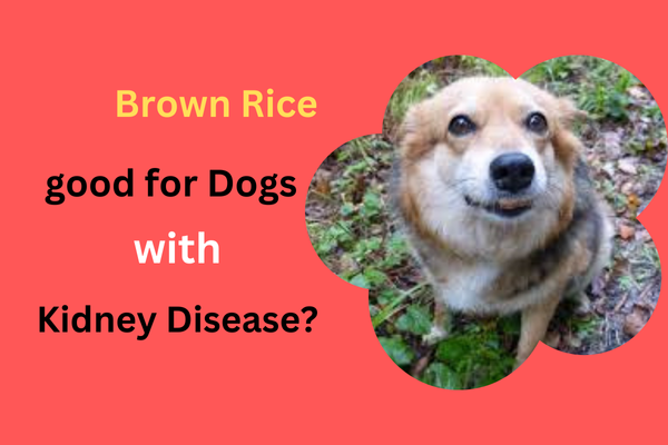 Is Brown Rice Good for Dogs with Kidney Disease?