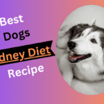 Dog Kidney Diet Recipes