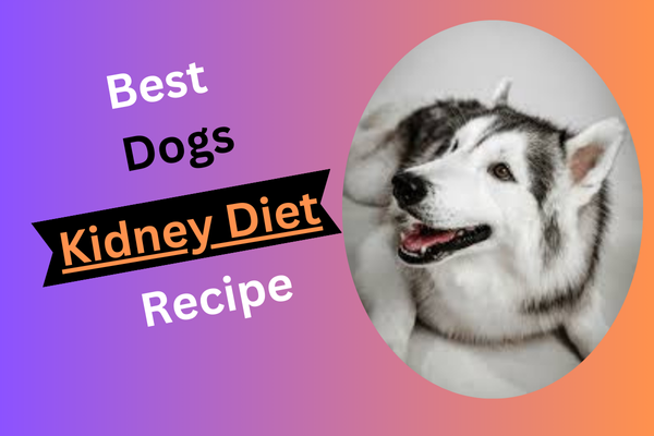 Dog Kidney Diet Recipes