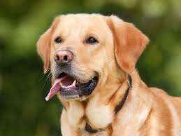 Best Foods for a Labrador Food Diet